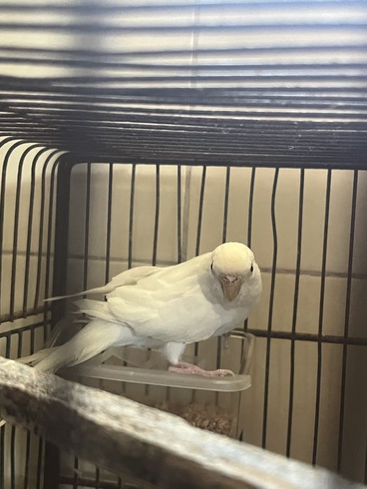 Periquita fêmea albina