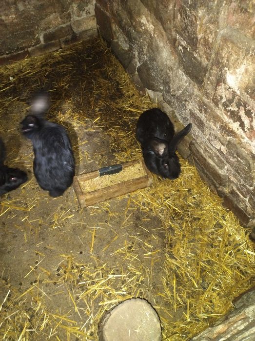 Króliki Belgijski Olbrzym