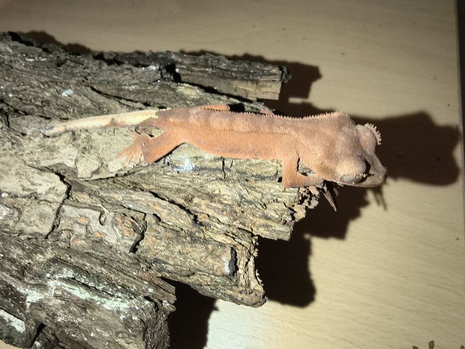 Gekony orzęsione młode