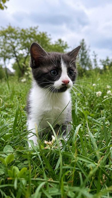 Киця. Кошеня. Дівчинка.
