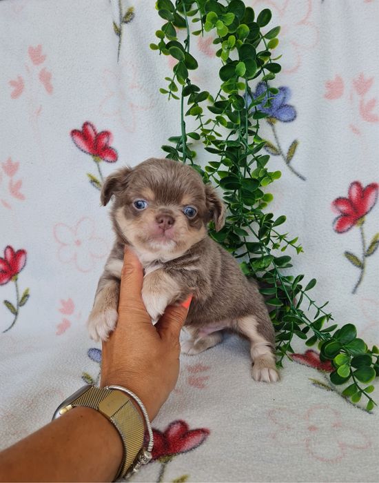 Excelente mini lilac tan menino pelo comprido Chihuahua/Chiuaua de Qualidade, Linhagem Russa