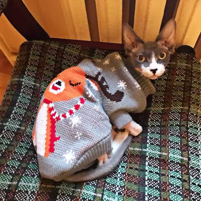 Одежда для собак и кошек