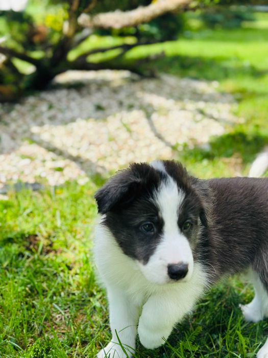 border collie blue merle