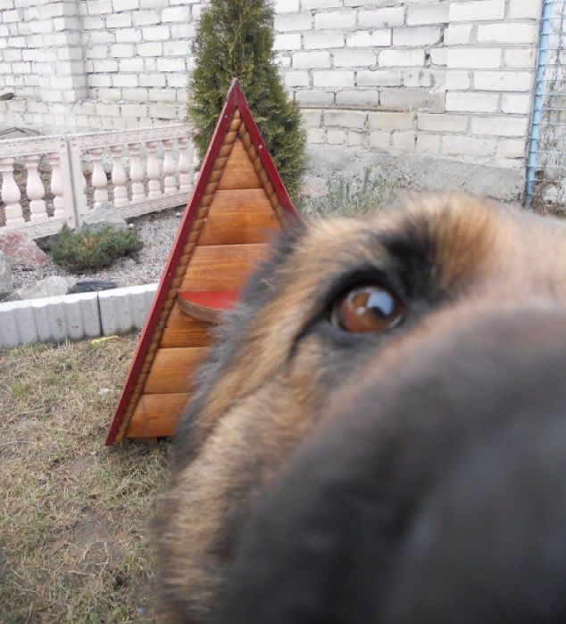 Будка для кота. Будка для собаки.