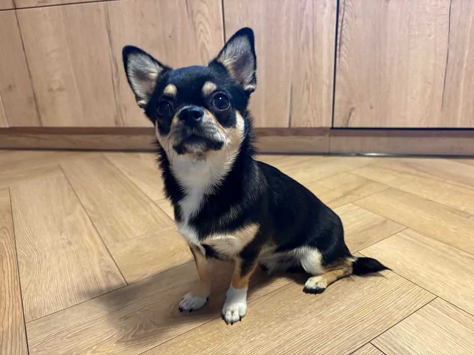 Chihuahua piesek ZKWP