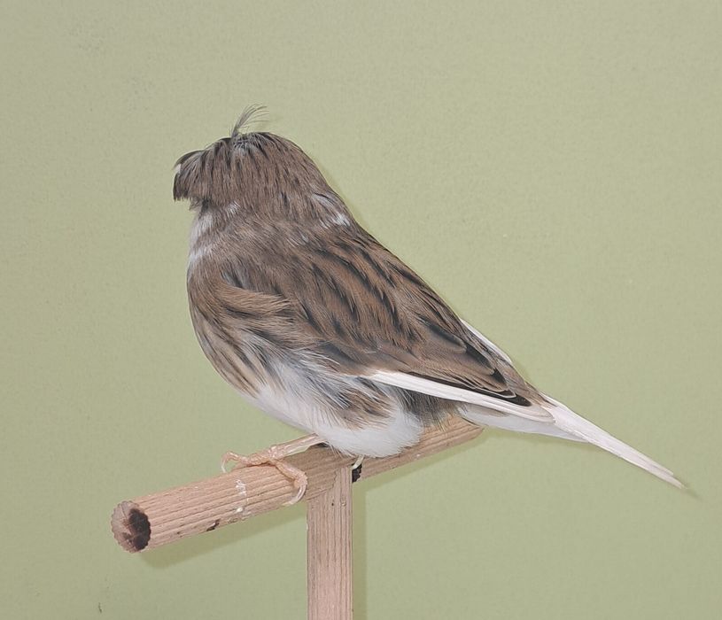 Kanarek gloster kanarki glostery samica szafirowa 2025 RS