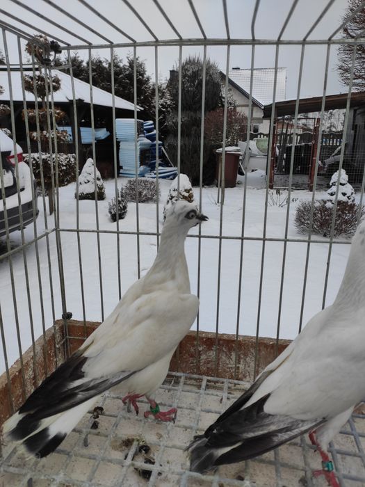 Wiedenskie lotne samczyk samiczka 25r
