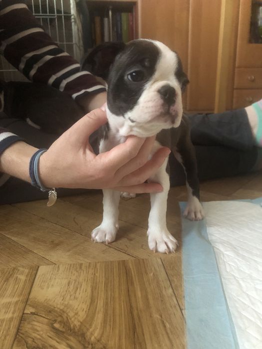 Suczka Boston Terrier