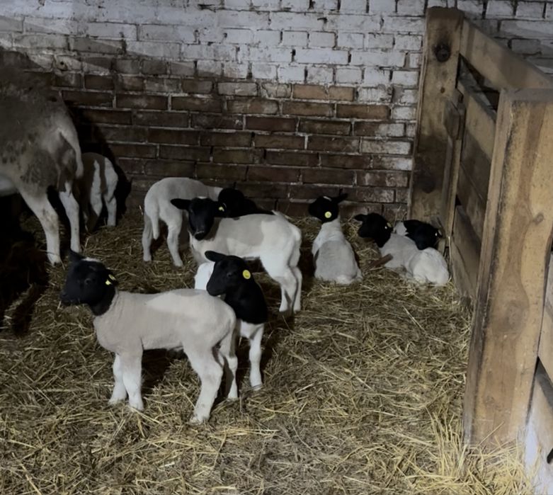 Дорпер баранчики