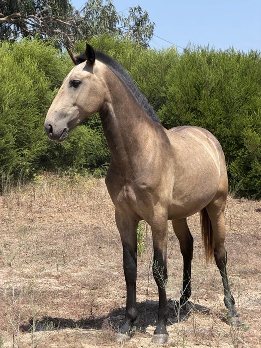 Cavalo 2 anos 15/05/2024