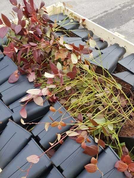 Borówka amerykańska Bluecrop Elliott 4 letnie WYPRZEDAŻ!