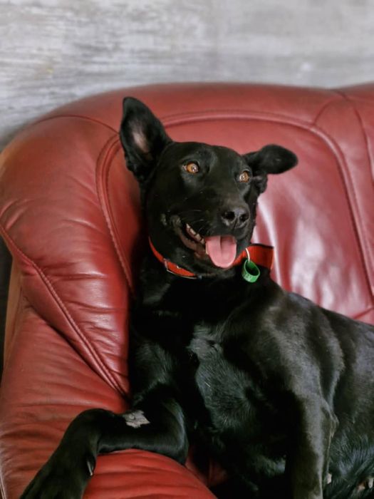 Стерилізована собака в самі добрі руки