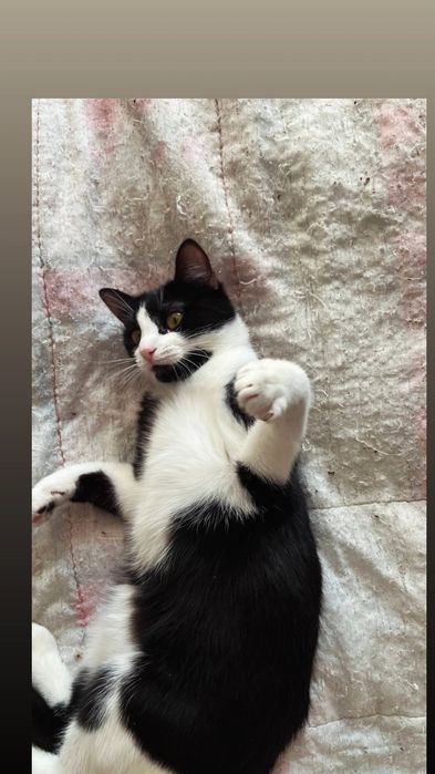 Отдам черно-белого котенка, девочка,  6 месяцев, стерилизована