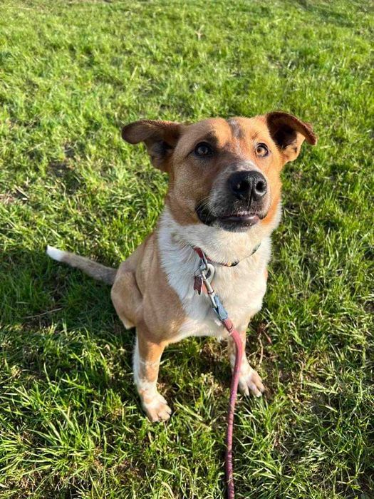 Bax szuka pilnie domu