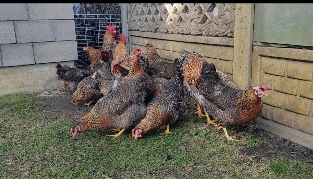 Куры, Петухи. Взрослые, Молодые.  Мускусные утки, селезни. Цесарки.