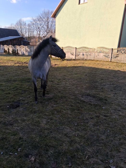 Konik Polski klacz - sprzedam