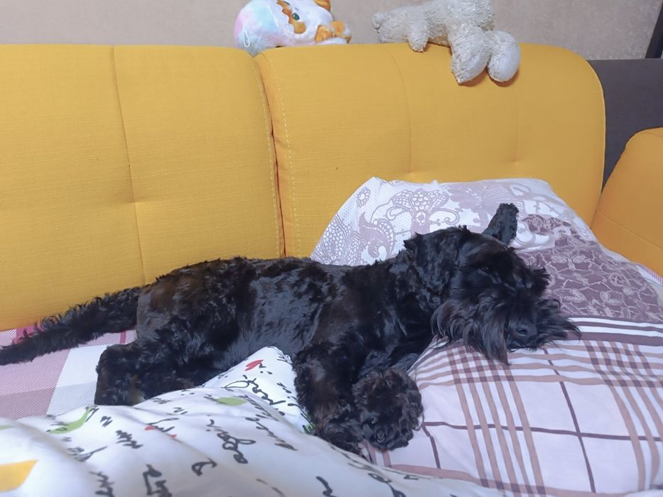 Платим за любофф