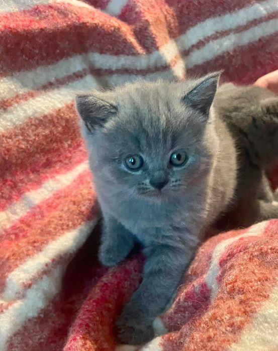 British Shorthair azul