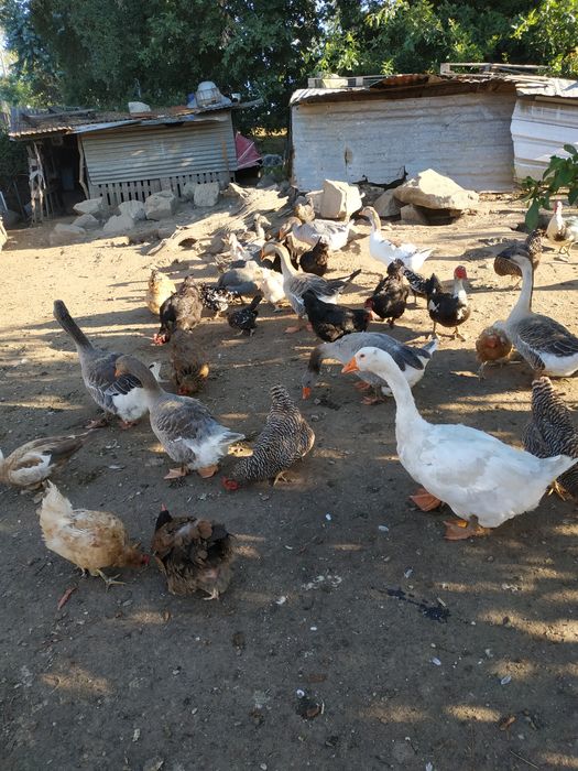 Gansos, patos e garnizas