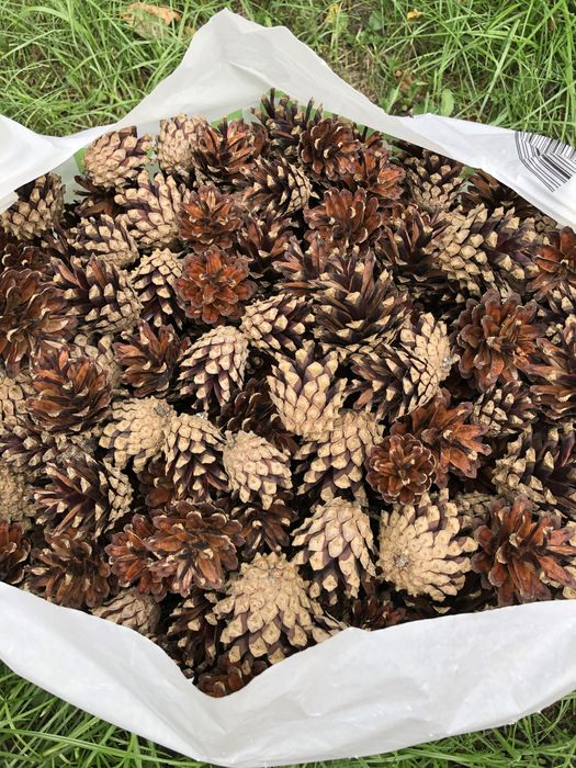 Шишки для декорацій