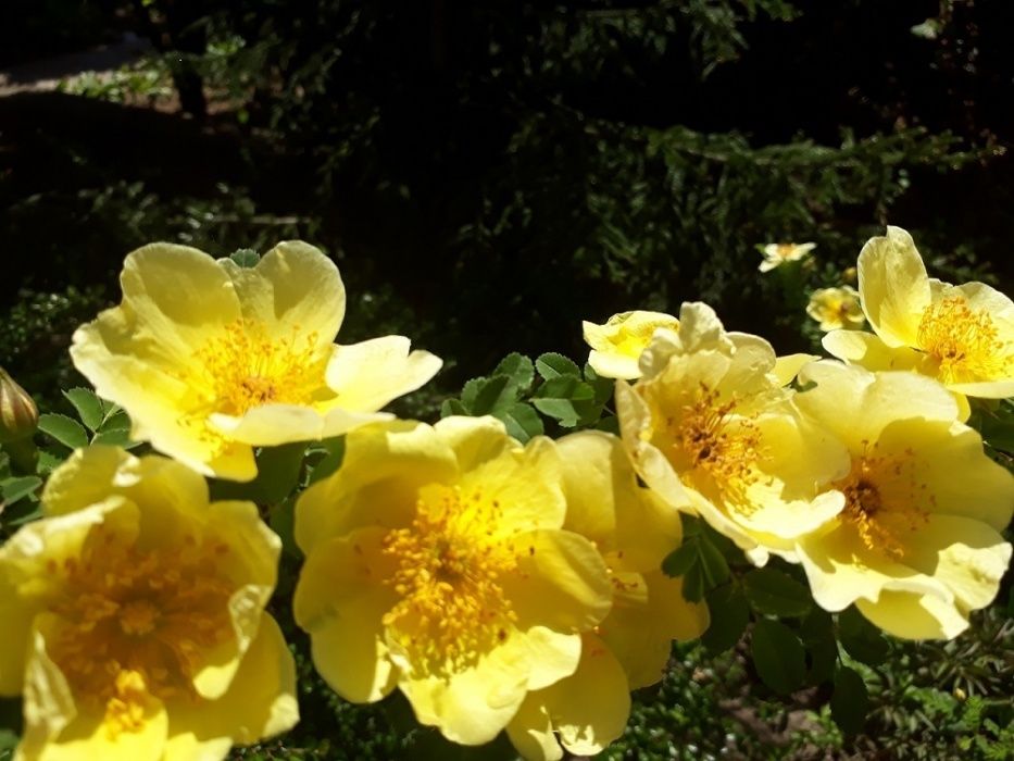 Роза жёлтая "Ксантина"