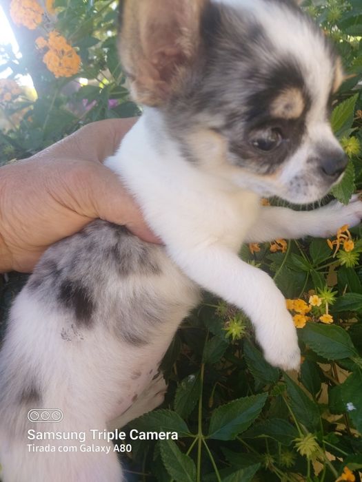 Lindo chihuahua machinho