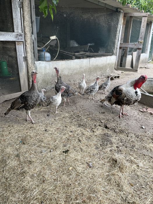 Perus de varias idades