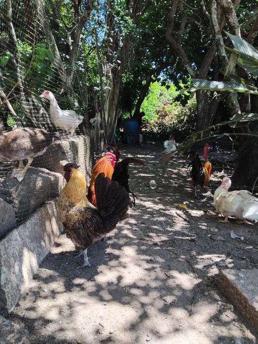 Vendo animais de Quinta (Patos mudos de criação, garnisos)