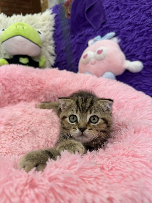 Красивые Котята Скотиш Стайт