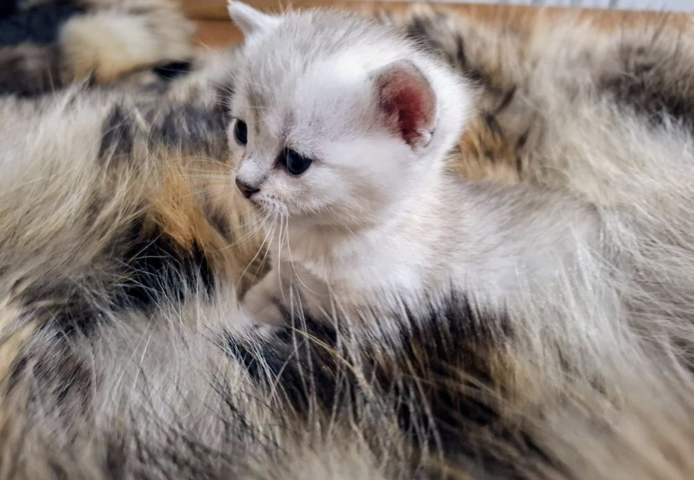 Cudowne Kocie Maleństwa Szkockie Szynszyle