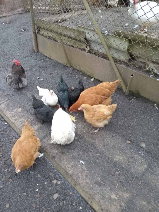 Декоративні кури