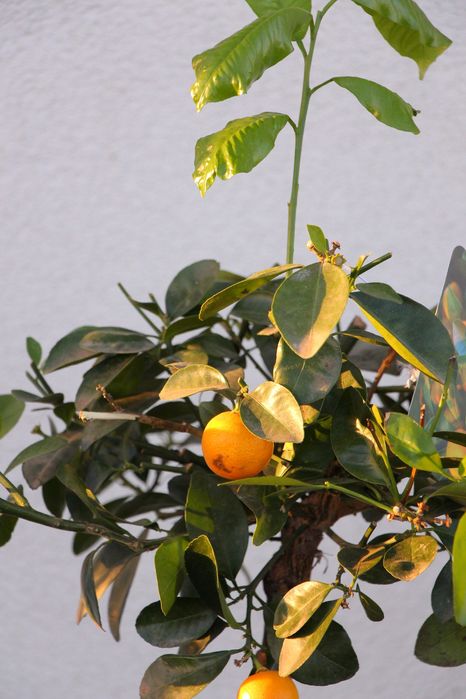 Каламондин d 18 цитрусові, мандарин