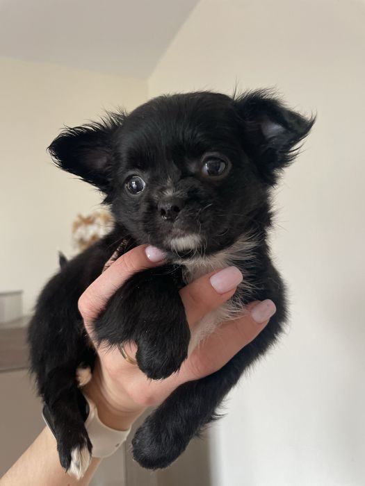 Chihuahua    **śliczna**malutka**dziewczynka**