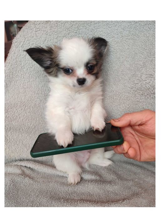 МИНИ пушистик Чихуахуа, в Киеве. 2.5 мес.