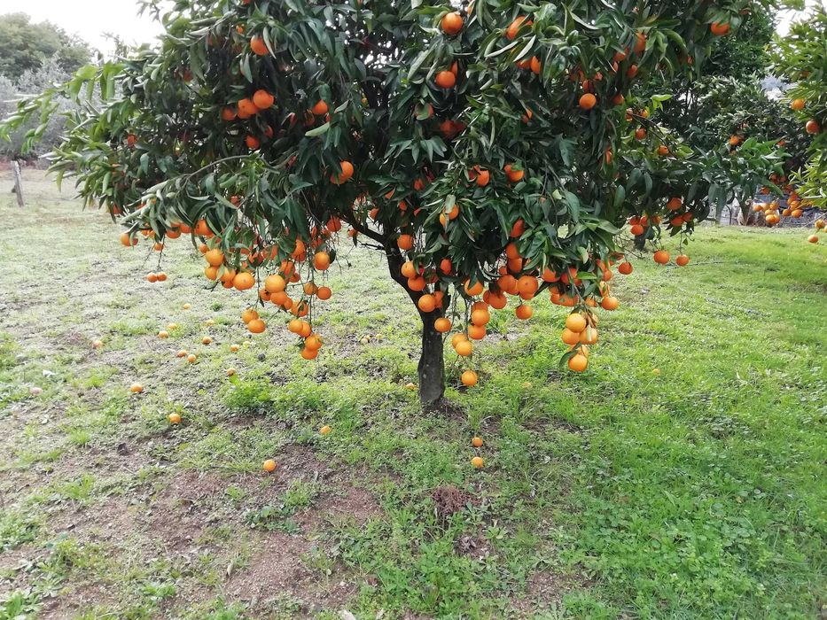 Quinta rústica bem localizada