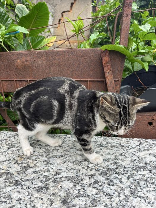 Gatinhos para adoçao