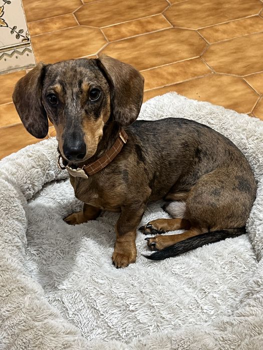 Petsitter / Hospedagem