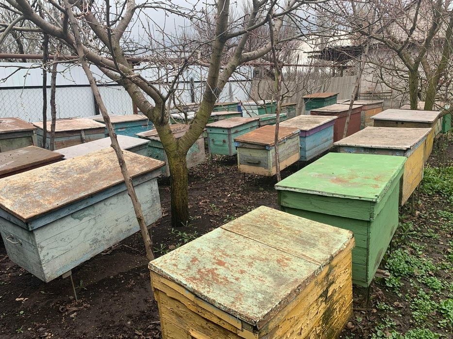 Продам пчел, улья-лежаки, многокорпусні, сушь на 300, рамка на 230