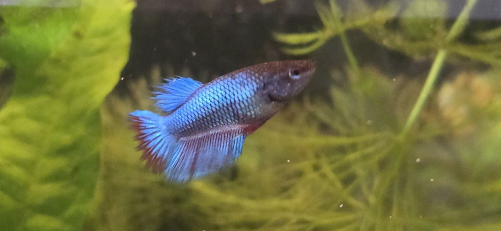 Na sprzedaż młode Bojowniki