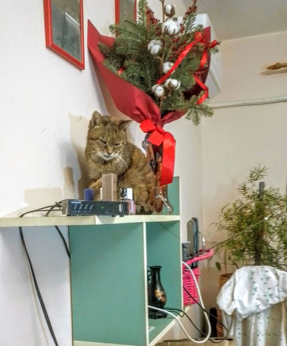 Зелена поличка дсп