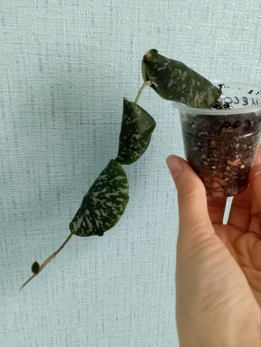 Хойя Імбріката, хойя