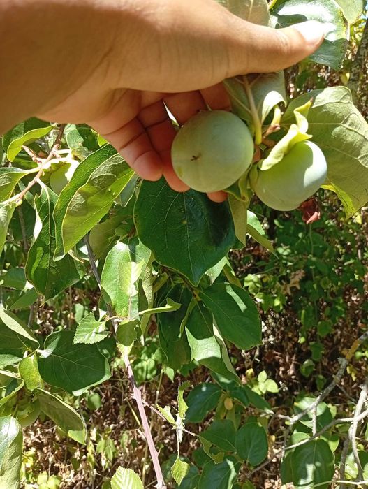 À venda de terreno em rua cabeço de antonio afonso-Ladoeiro
