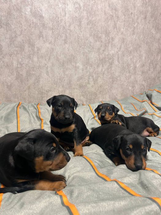 Ягдтерьеры продам