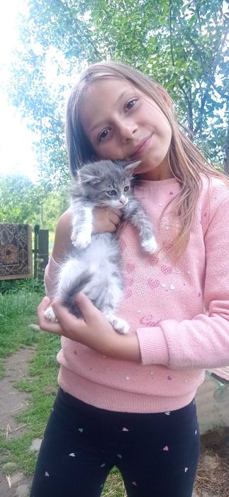 Продам гарних кошенят