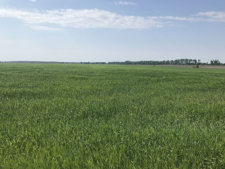 Пай, 5Га, Бобровиця, Чернігівська область