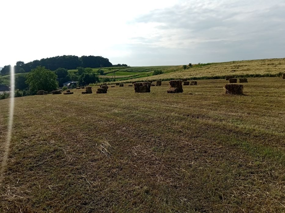 Сіно тюки 2025рік