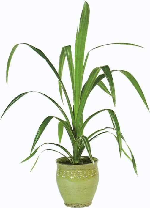 Pandan kwiatek doniczkowy