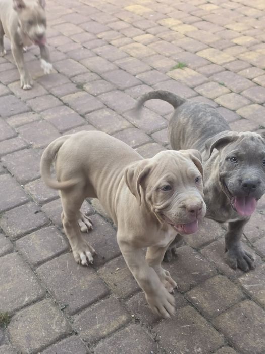 Suczka american bully xl z metryką