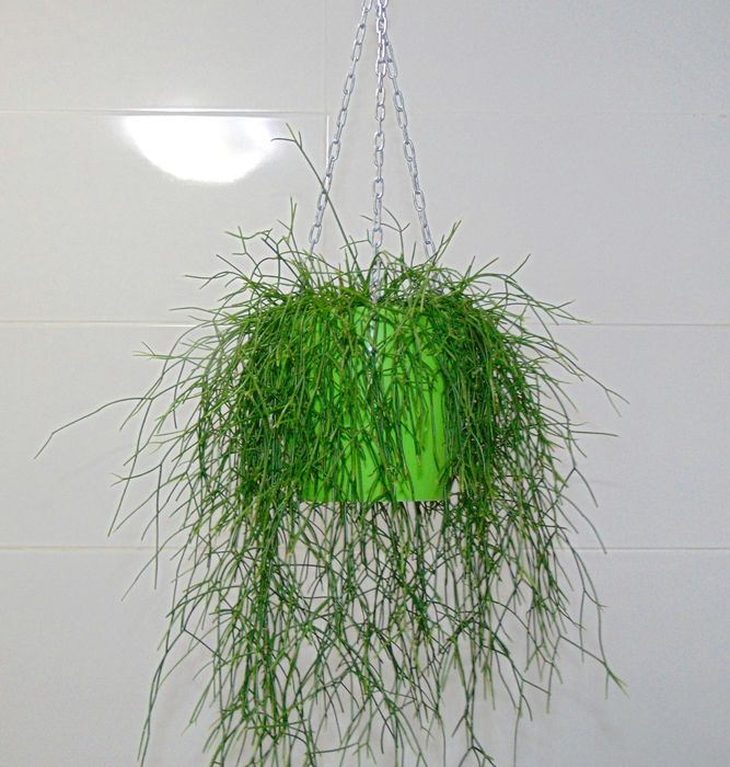 Ріпсаліс волосовидний (Rhipsalis capilliformis)