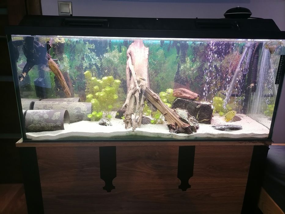 Akwarium 240l wraz z życiem